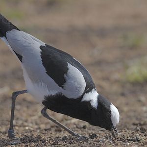 Blacksmith plover