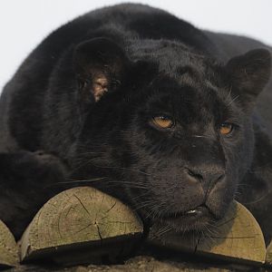 Black jaguar Goshi