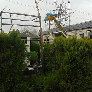 blue-and-gold macaw enclosure