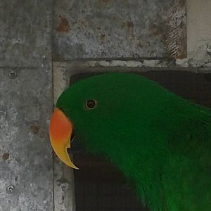 electus parrot male