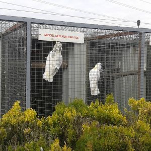 pair of Yellow-crested cockatoos