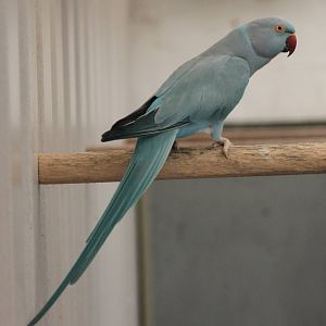 mutation ring-necked parakeet