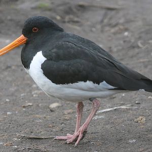 Oystercatcher