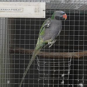 I would say Derbyan parakeet ;)