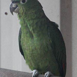festive amazon parrot subspecies