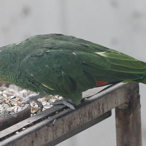 orange-winged amazon parrot