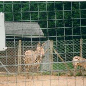 Zebra enclosure, 27 February 2000