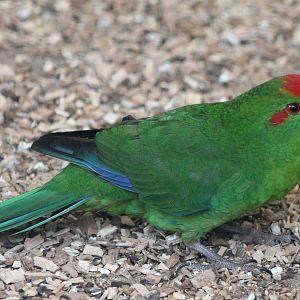 Red-fronted parakeet