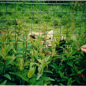 Hand-reared Asiatic lion cub, 31 May 2000