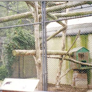 Binturong cage, 11 August 1999