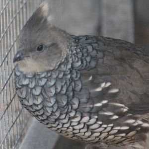 Scaled quail