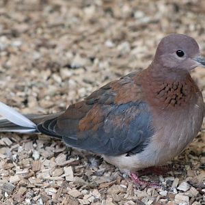 Laughing dove