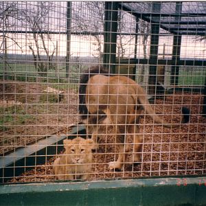 Asiatic Lions, January 2003