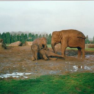Asian Elephants, January 2000