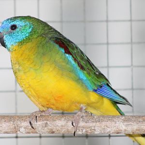 Turquoise parakeet
