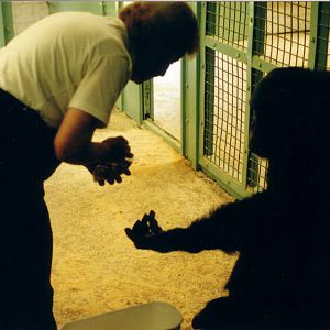 Molly Badham and a chimp, July 2000