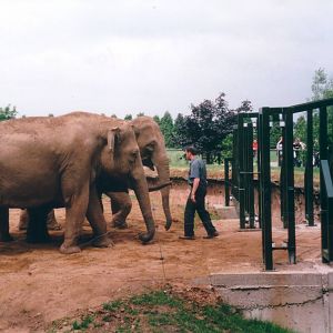 Asian Elephants, July 2000
