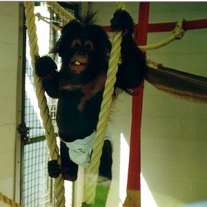 Beau, Bornean Orangutan, 18 July 2000