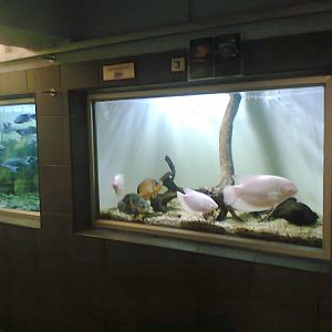 East London Aquarium