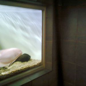 East London Aquarium