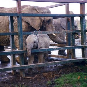 African Elephants, 2 January 1999