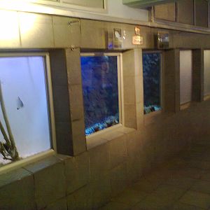 East London Aquarium