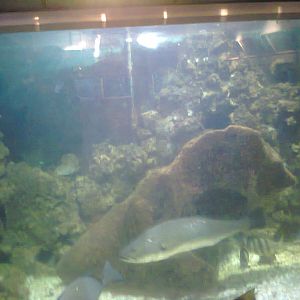 East London Aquarium