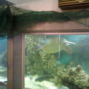 East London Aquarium