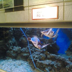 East London Aquarium