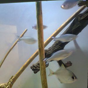 East London Aquarium