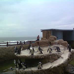 East London Aquarium