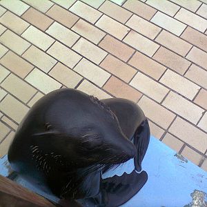 East London Aquarium