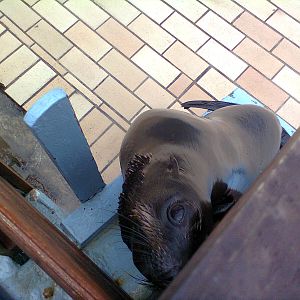 East London Aquarium