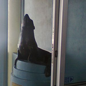 East London Aquarium