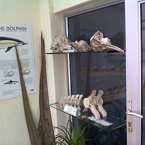 East London Aquarium