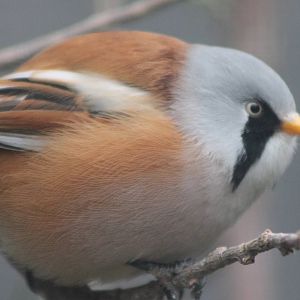 bearded reedling ( bearded tit ) male