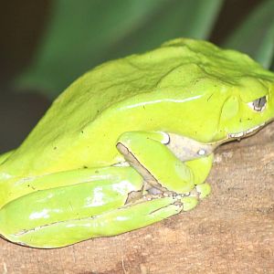 giant leaf frog