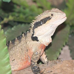 Australian waterdragon