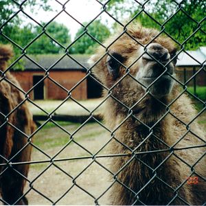 Camel Enclosure, May 2000