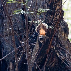 Rufous Fantail