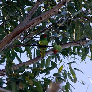 Little Lorikeets
