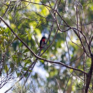 Mistletoebird