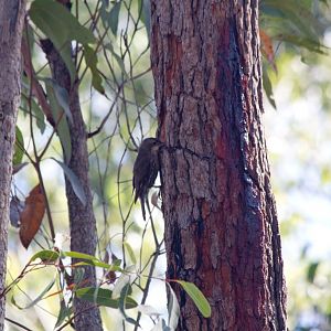 White-throated Treecreeper