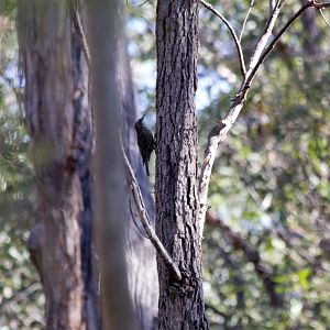 White-throated Treecreeper