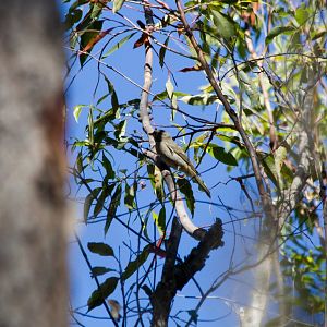 Golden Whistler juvenile (I think)