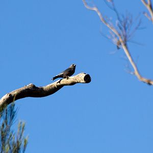 Dusky Woodswallow