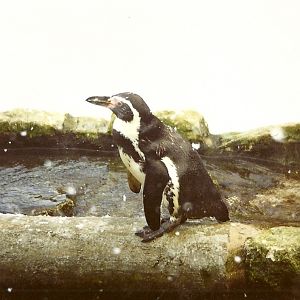 The first snow 5th December 1998