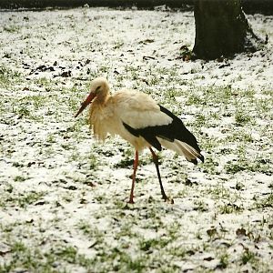 European White Stork 5th December 1998