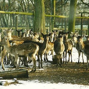Fallow Deer 5th December 1998
