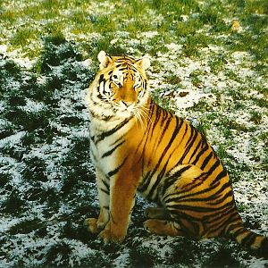 Siberian Tiger 5th December 1998